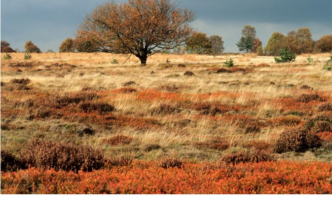 (Veluwe). Foto van - Onbekend.
De Veluwe in het Rood